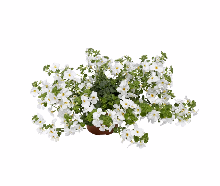 Snöflinga
