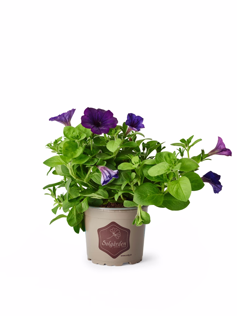 Petunia