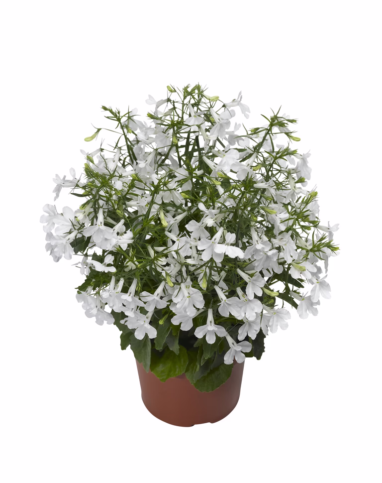 Hänglobelia