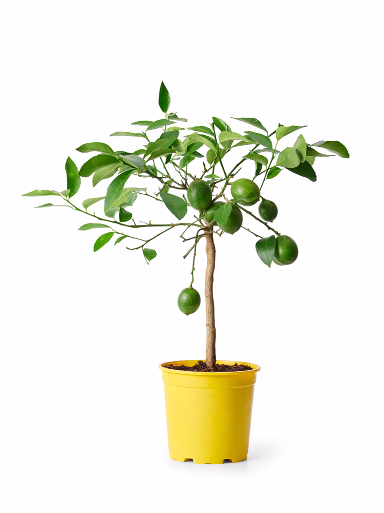 Meyercitron