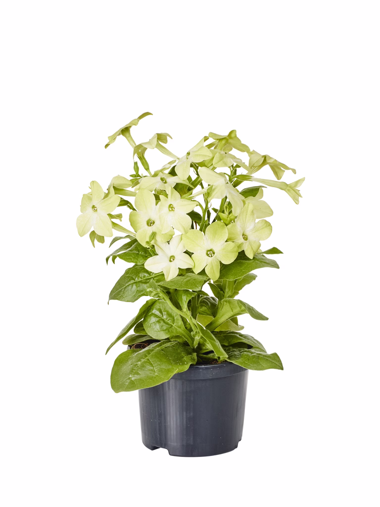 Stor blomstertobak