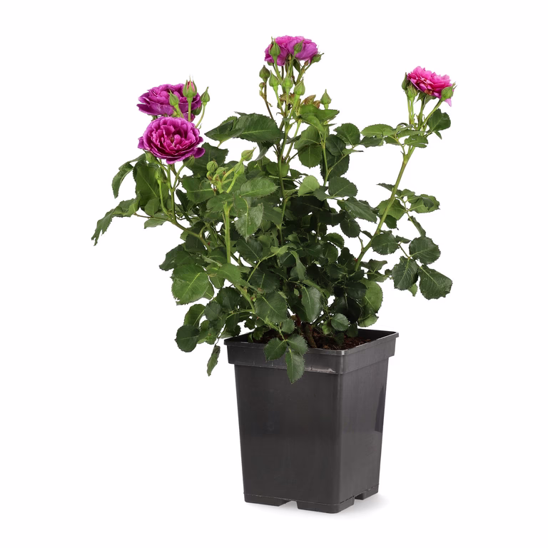 Rosa (Floribunda Group) MINERVA 23cm