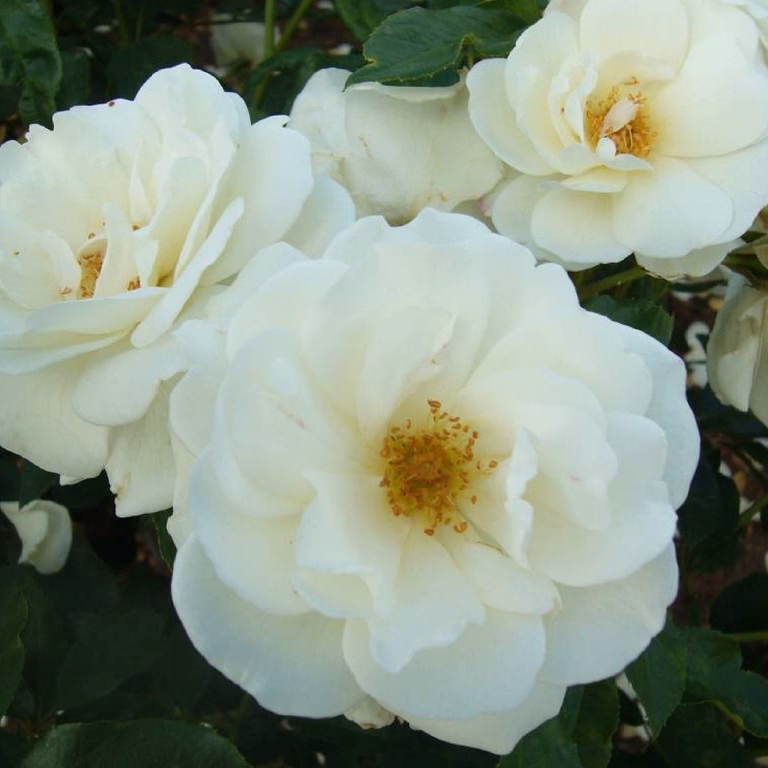 Klasblommig ros SCHNEEWITTCHEN