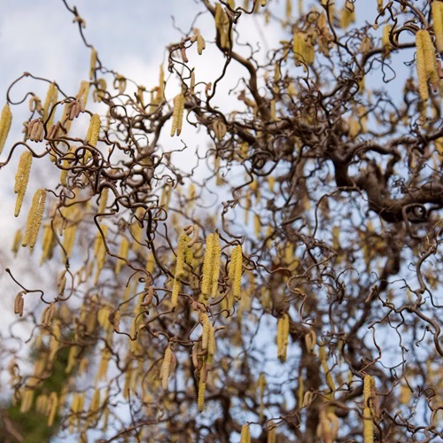 Ormhassel 'Contorta'