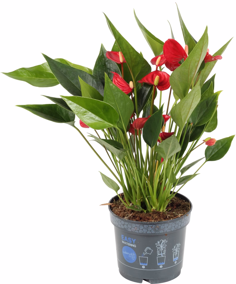 Rosenkalla