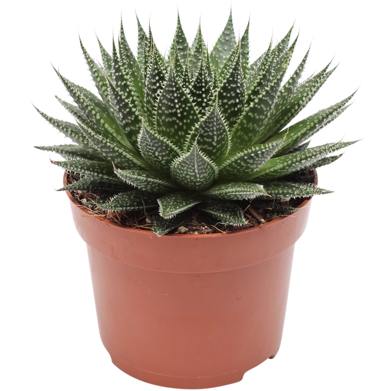 Borstaloe 'Magic'