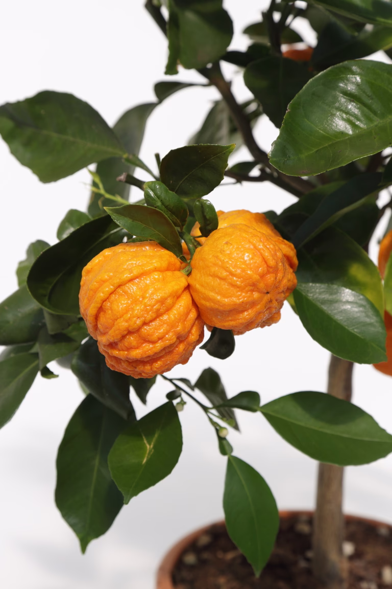 Apelsin 'Corrugata'