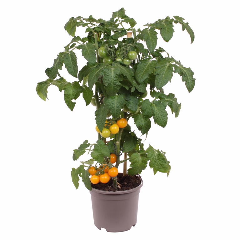 Gul tomat 'Candy Berry'