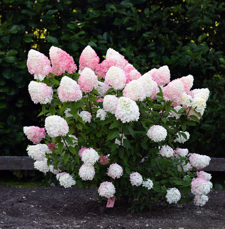 Vipphortensia 'Living Pink & Rose'
