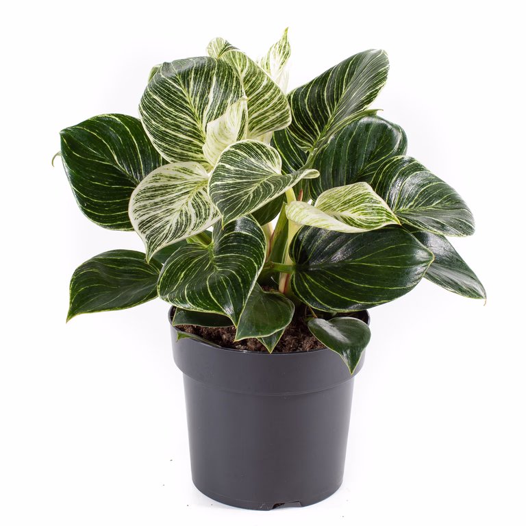 Filodendron 'White Measure'