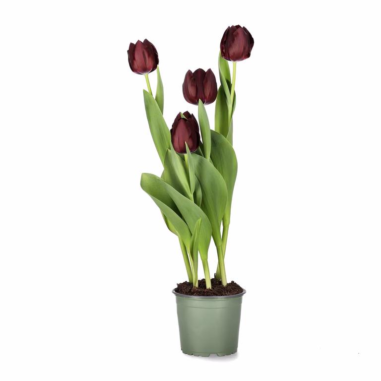 Tulpan 'Black Bean'
