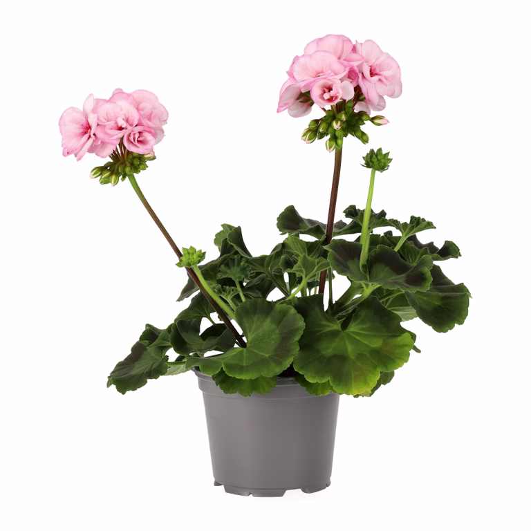 Pel. z. 'Estelle' 13 cm