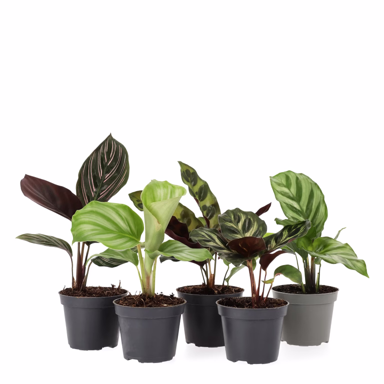 Kalatea mini mix