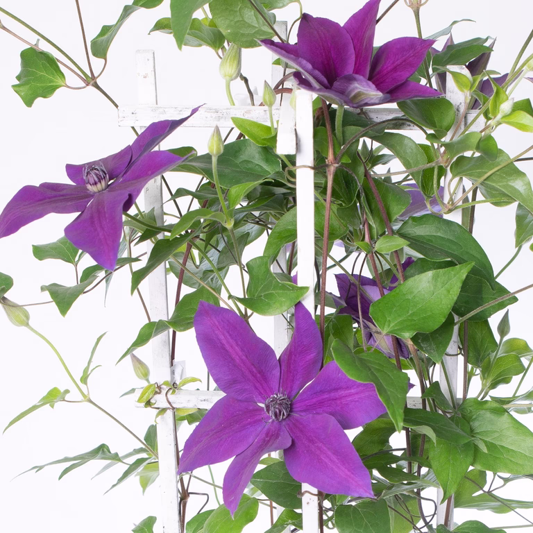 Klematis MASA