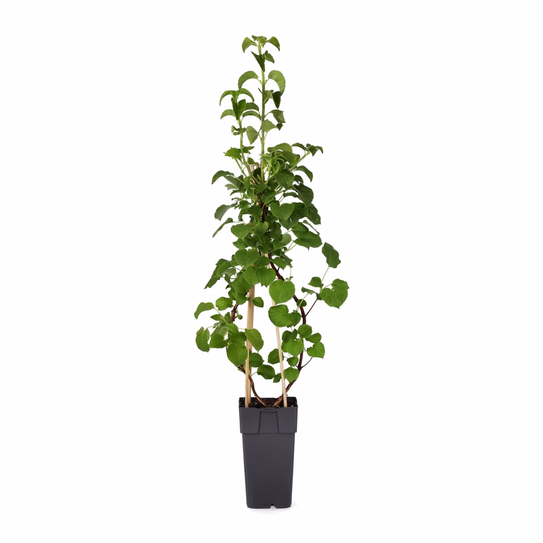 Hydrangea anomala ssp. petiolaris 15cm