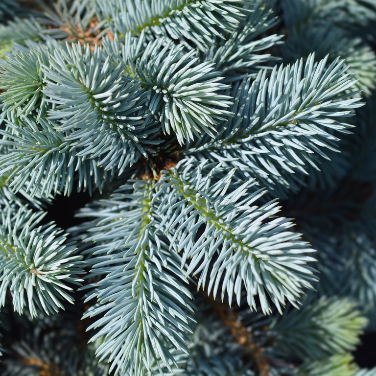 Blågran 'Glauca Globosa' på stam