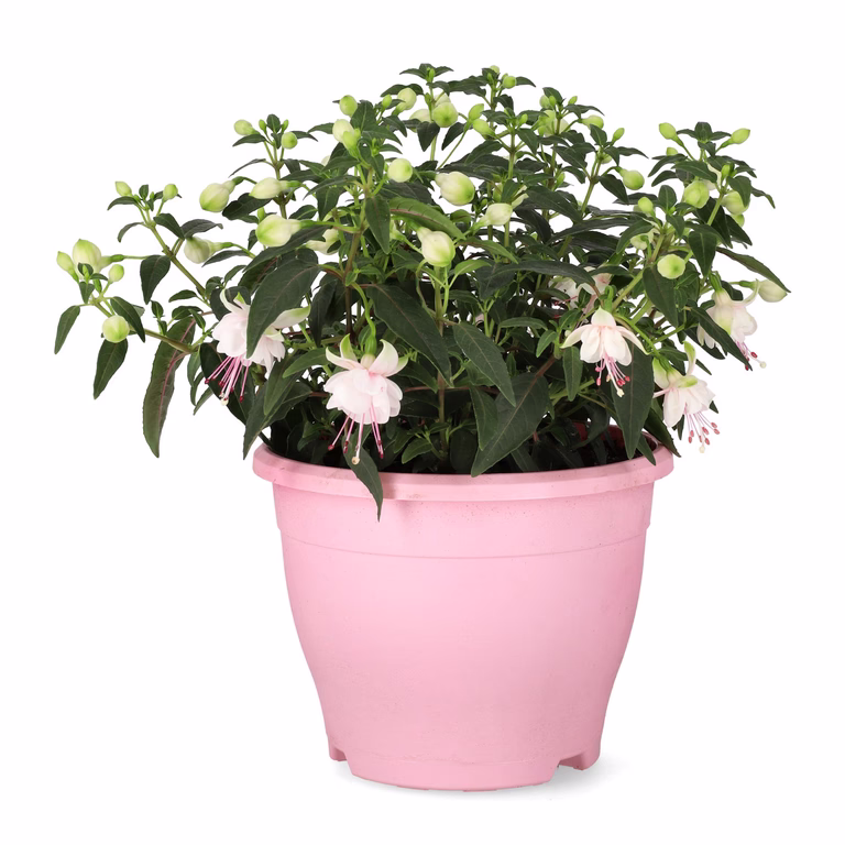 Fuchsia 'Bella'