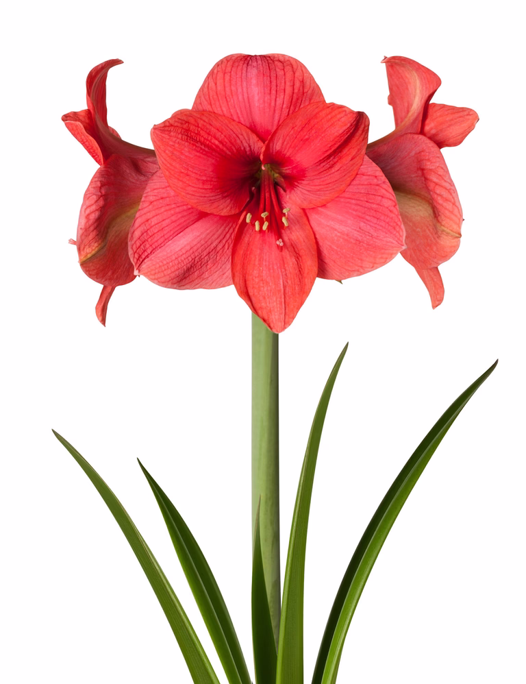 Hippeastrum 30+ 'Bolero' 14 cm