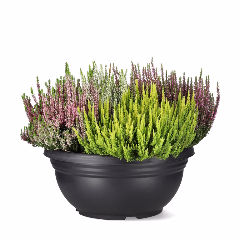 Calluna 'Mosaica' 45 cm