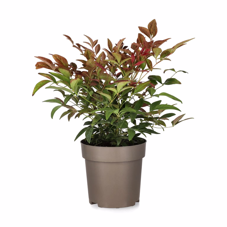 Nandina OBSESSED