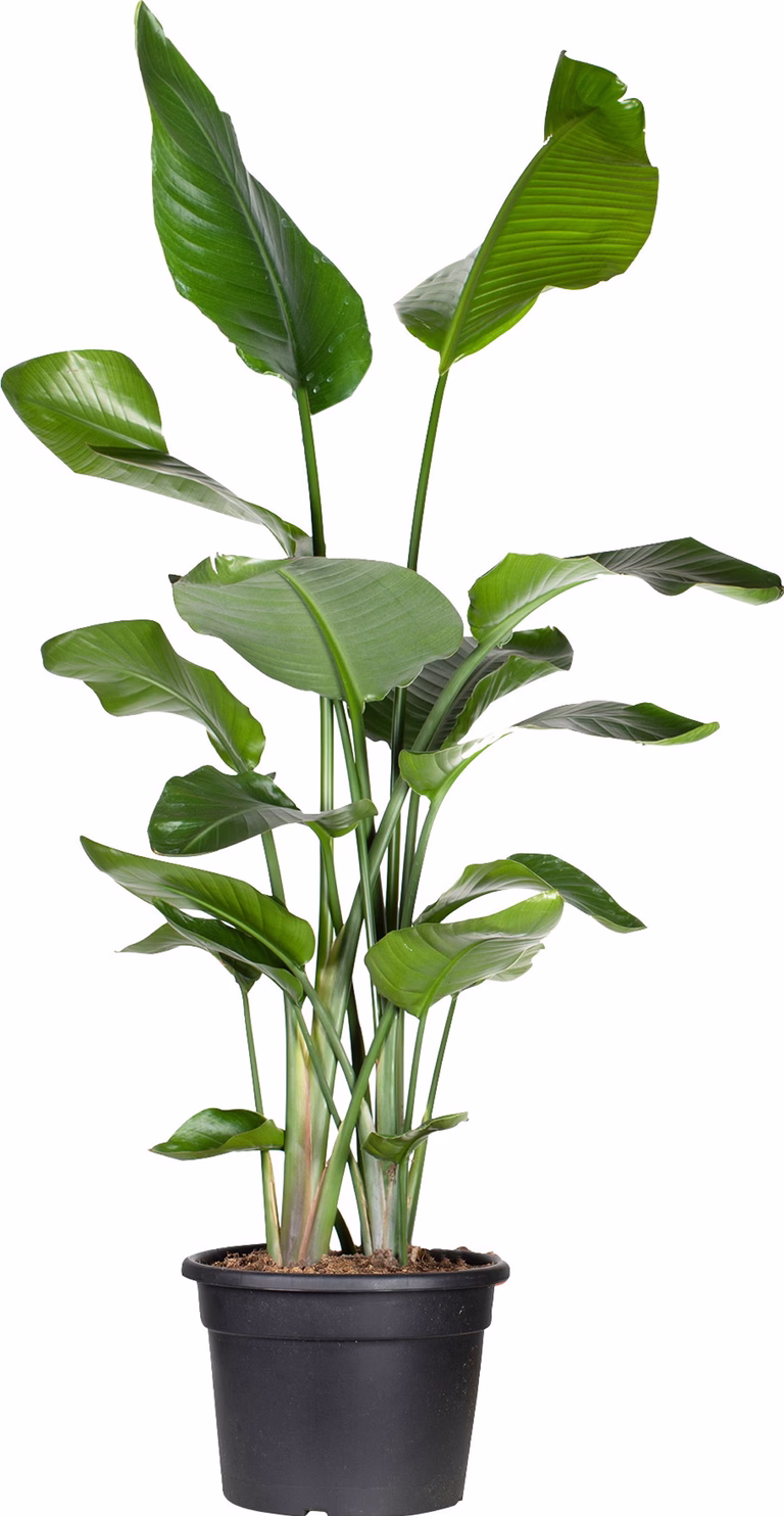 Vit Papegojblomma