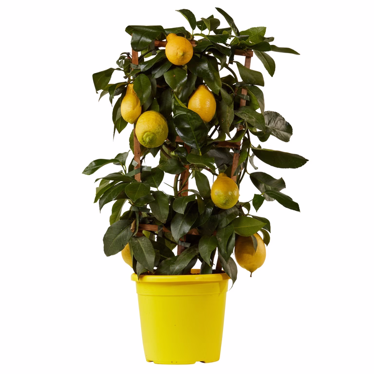 Citron på spaljé