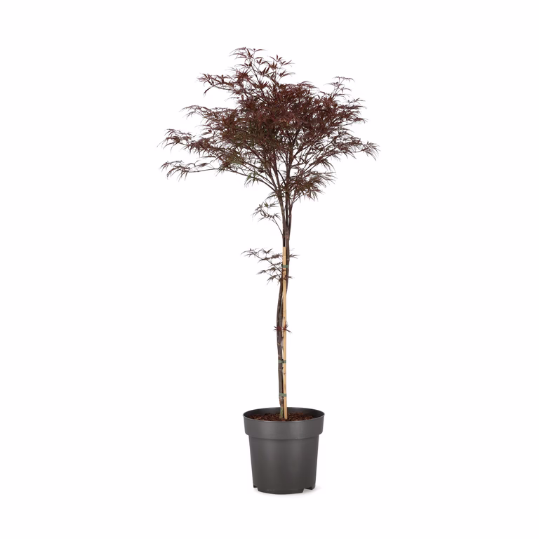 Flikbladig japansk lönn 'Garnet'