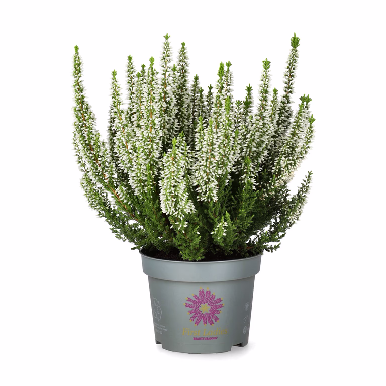Ljung BEAUTY LADIES 'First Lady'
