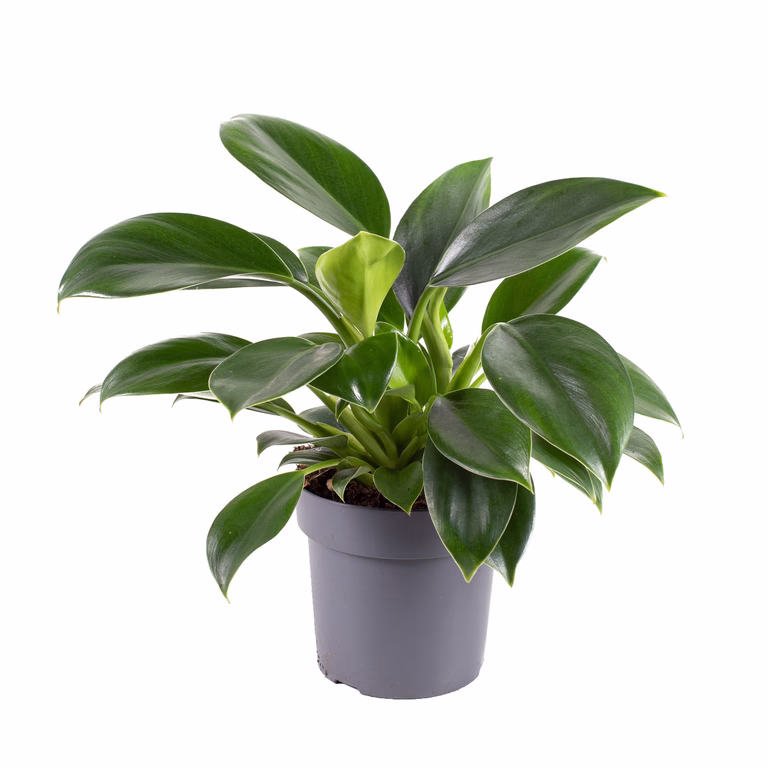 Filodendron 'Green Princess'