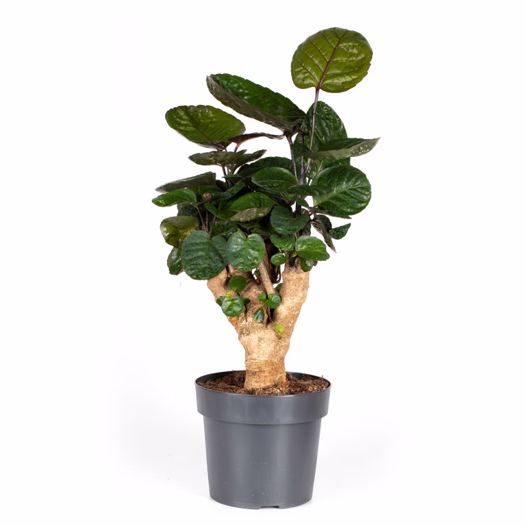 Nätaralia 'Fabian'
