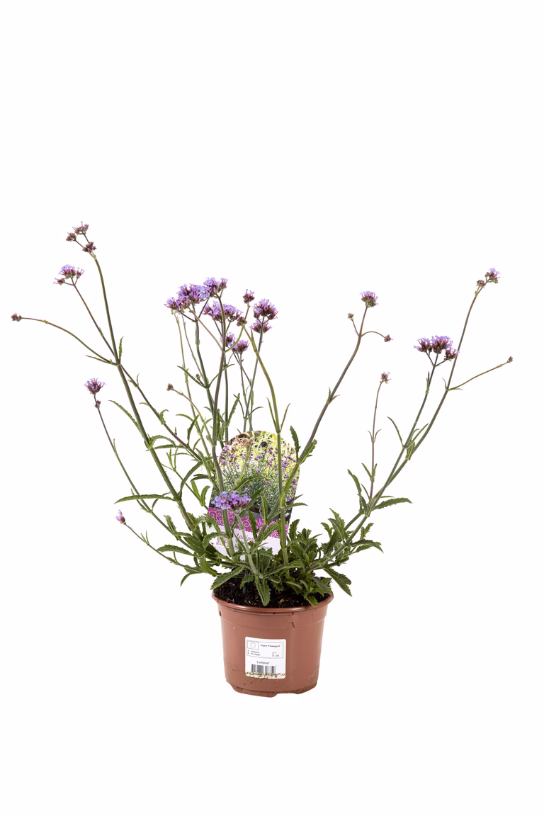 Jätteverbena 'Lollipop'