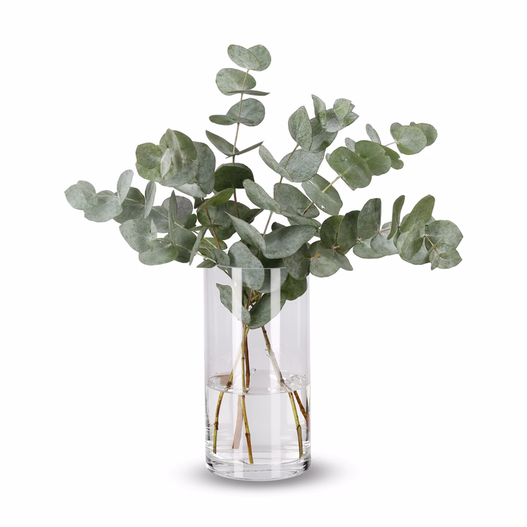Eukalyptus 5-pack