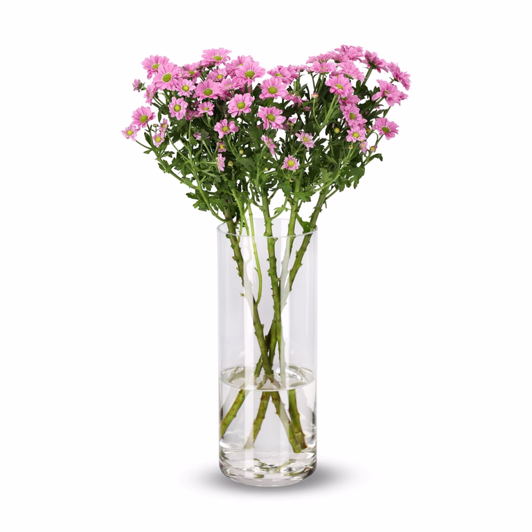 Krysantemum 4-pack