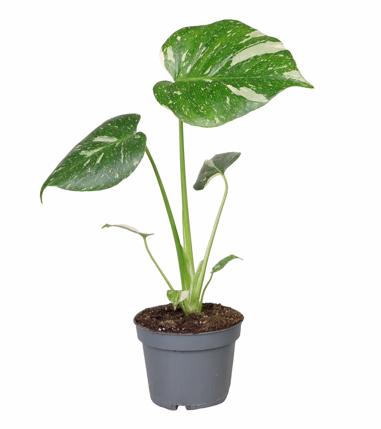 Monstera 'Thai Constellation'
