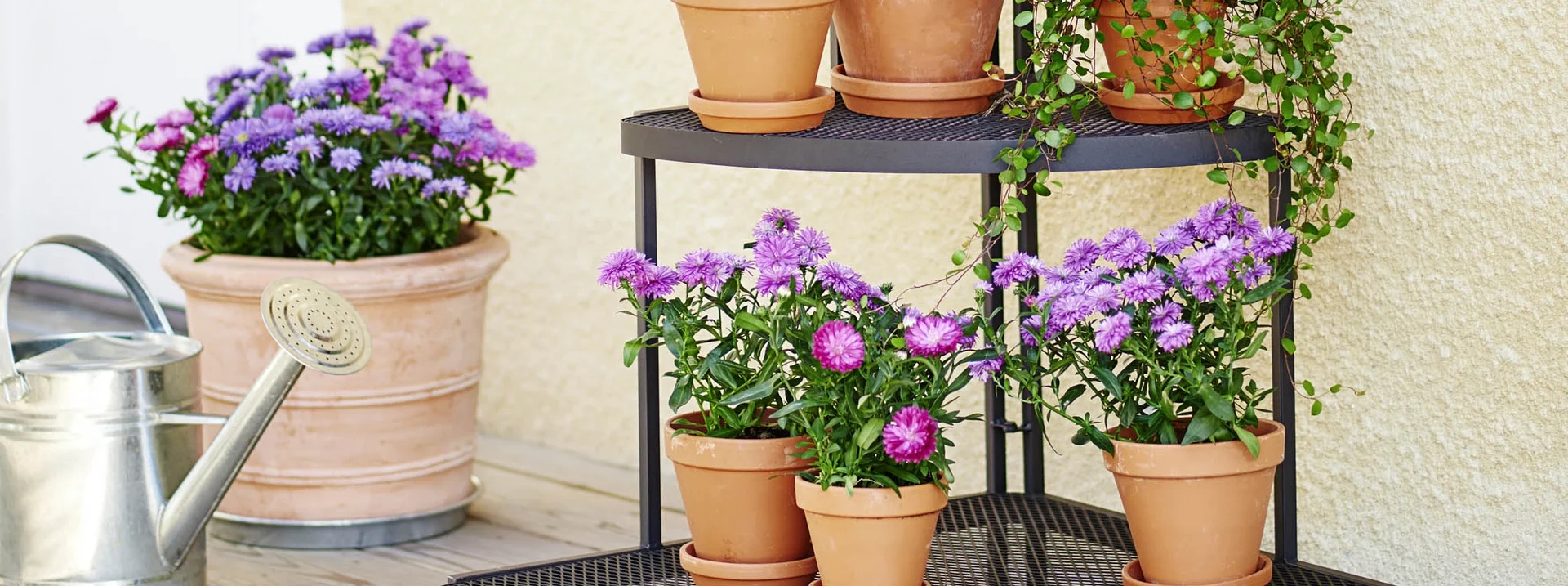 Sommarfavoriten Aster