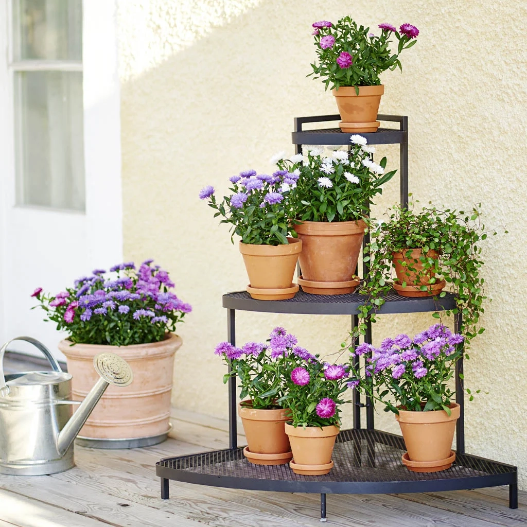 Sommarfavoriten Aster