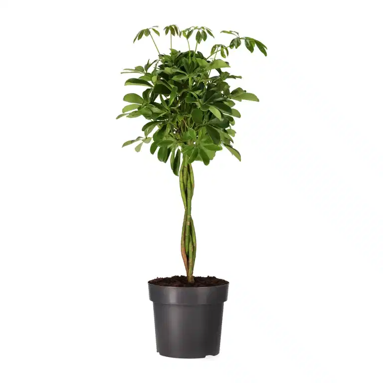 Schefflera arboricola 'Nora' braid 24 cm