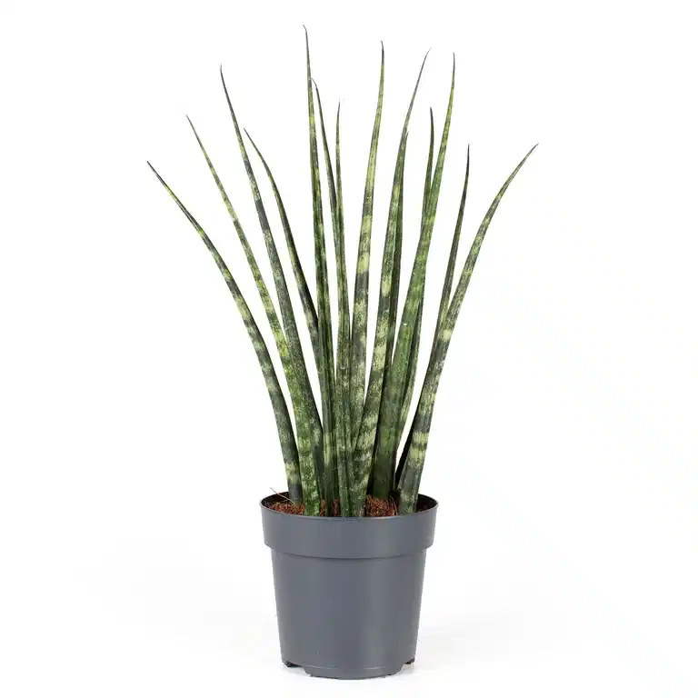 Sansevieria 'Fernwood' 11 cm