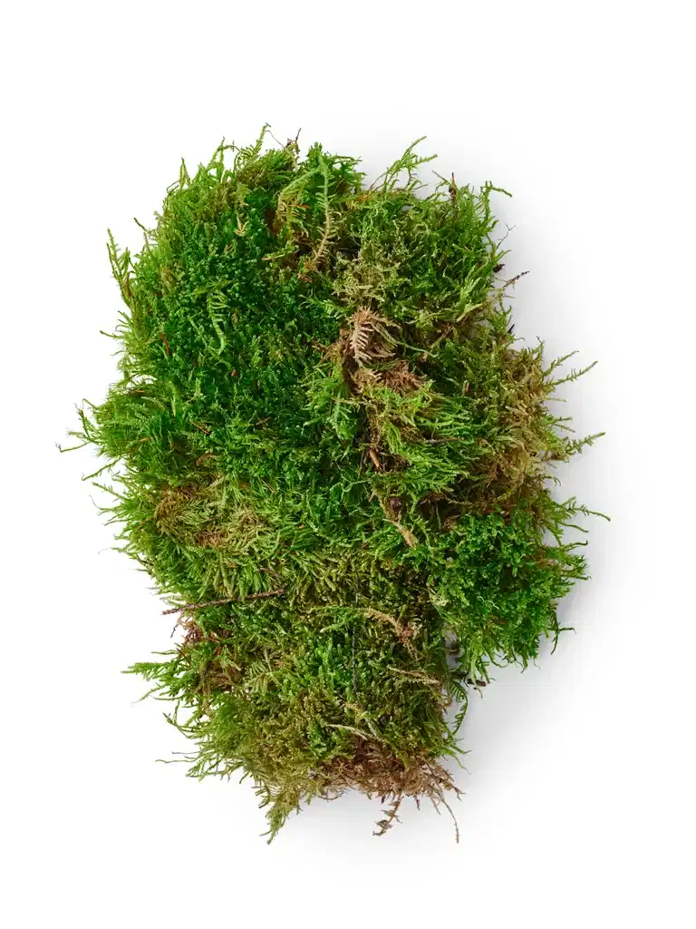 Green moss in plastic bag