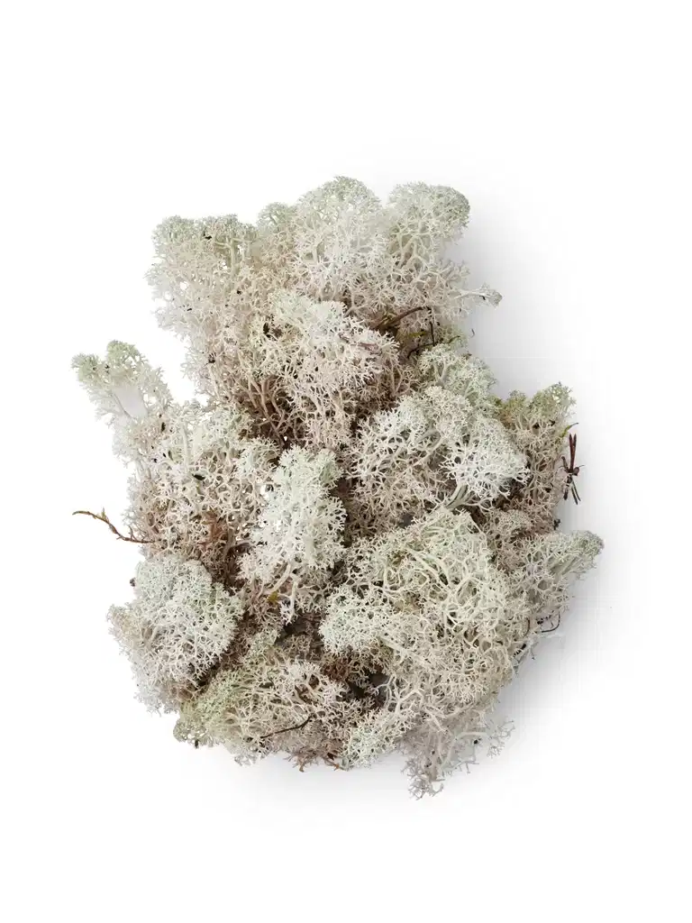 White moss in plastic bag