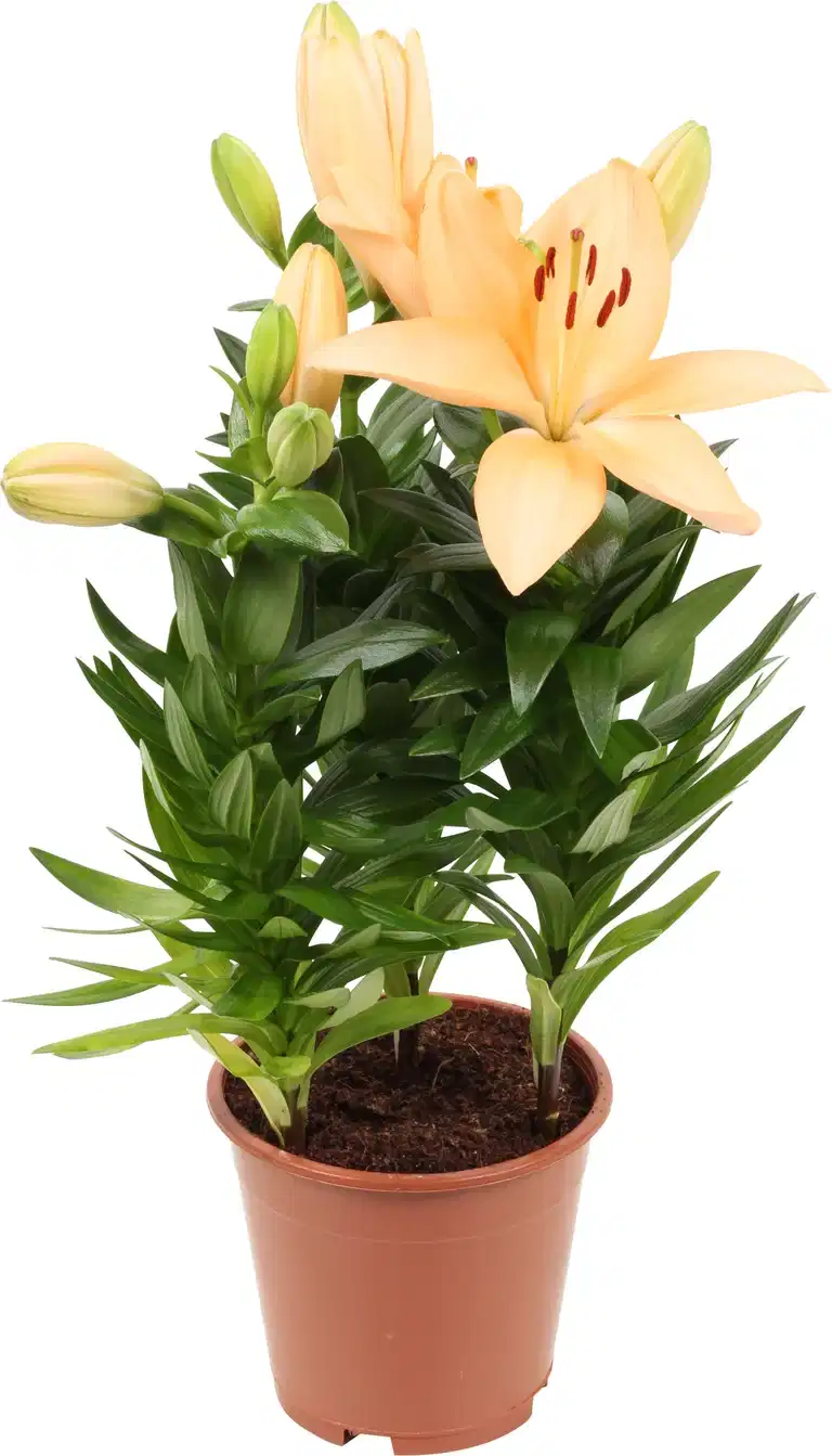 Lilium 'Tiny mix Aziaten' mix 13 cm