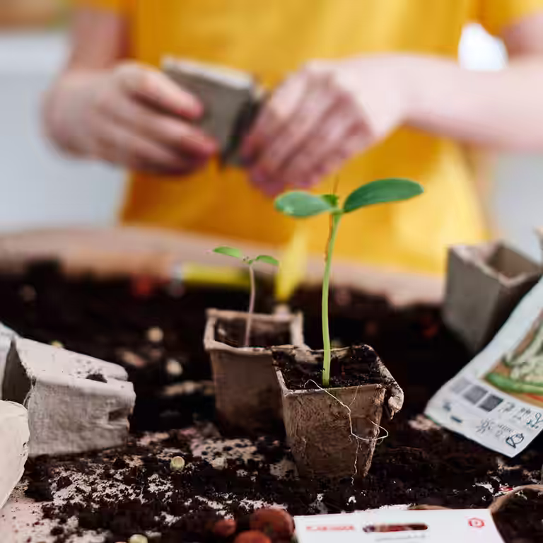 Spring planting - how to succeed