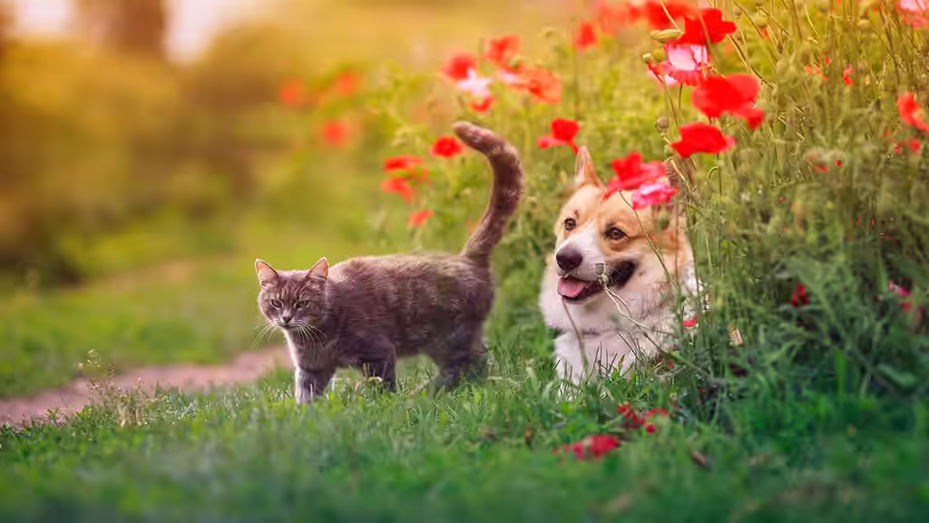 Så här skapar du en härlig trädgård för hund och katt