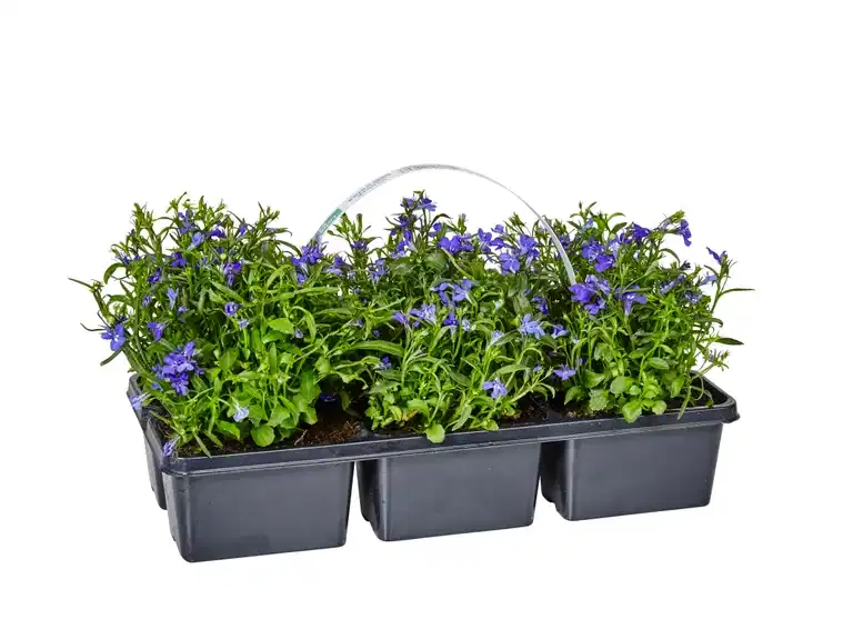 Lobelia upright Blue 6-pack