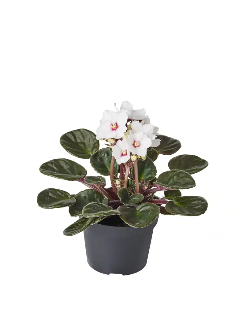 Saintpaulia ionantha White 12 cm