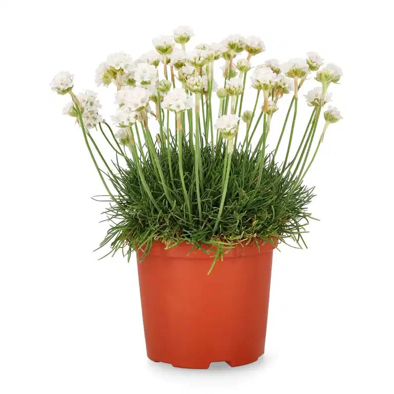 Armeria maritima 12cm