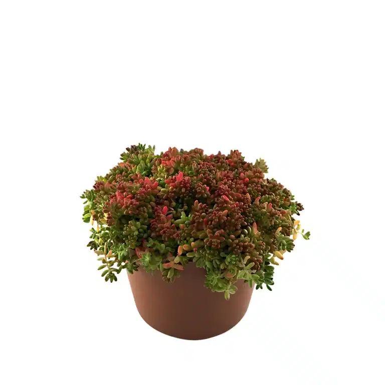 Sedum 12cm