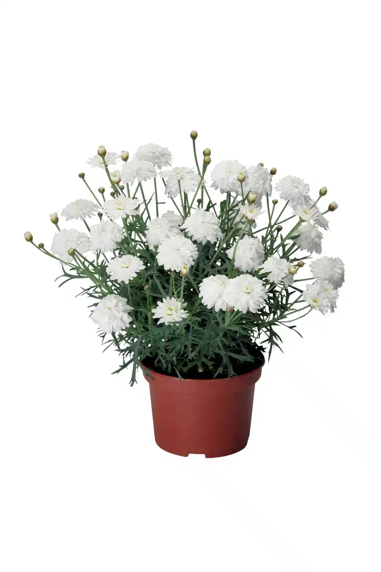 Argyranthemum Double White 12 cm