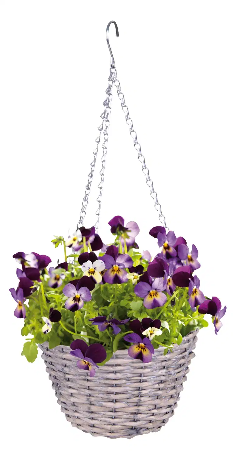 Viola h. basket 22 cm