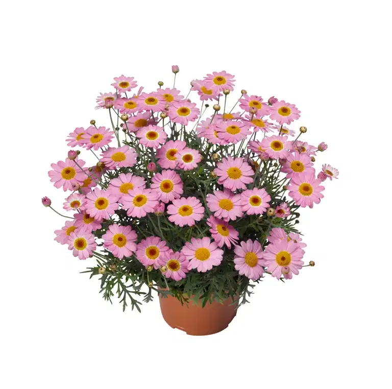 Argyranthemum Pink 12 cm